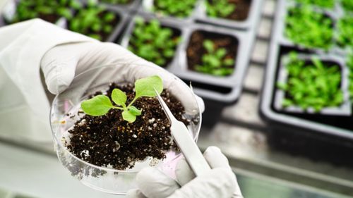 获投240万美元,分子农业初创用 植物工厂 生产乳制品蛋白,高瓴也曾布局